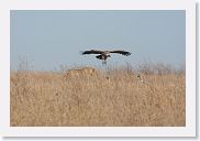 15SerengetiAMGameDrive - 08 * This male Lion paraded by an old kill being worked over by vultures.